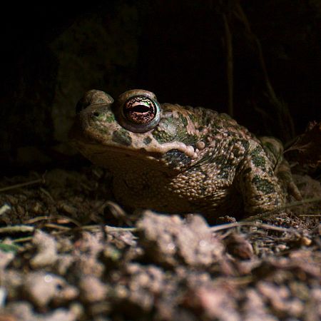 Sapo a la luz de la luna en una charca