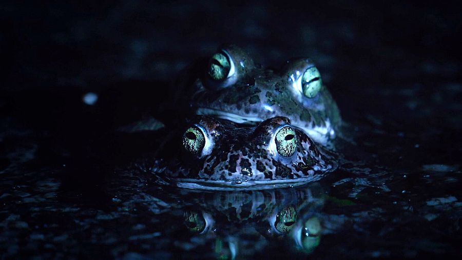 Datos curiosos sobre los sapos