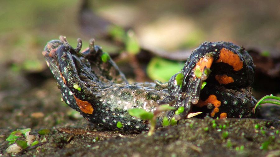 Datos curiosos sobre los sapos