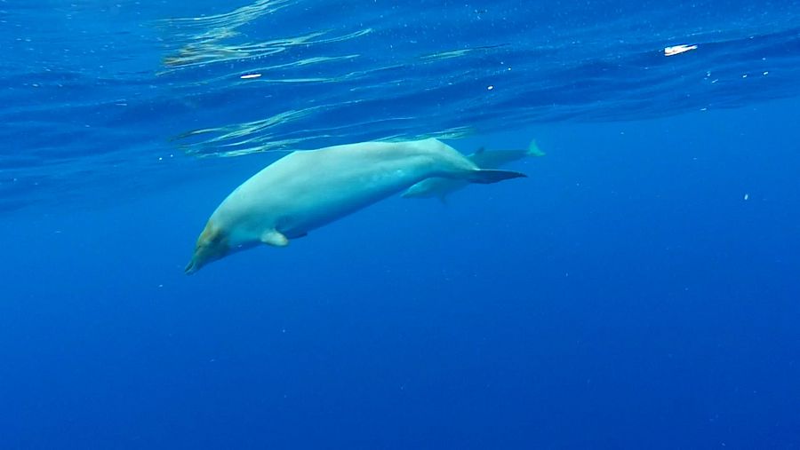 Los zifios son una de las especies de cetáceos menos conocida