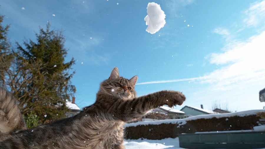 Algunos animales juegan con objetos