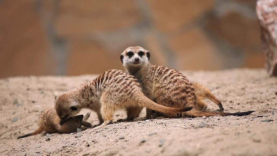 No solo los humanos juegan