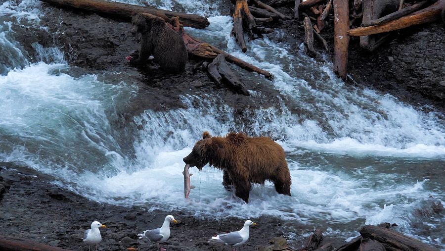 Oso pardo capturando salmón