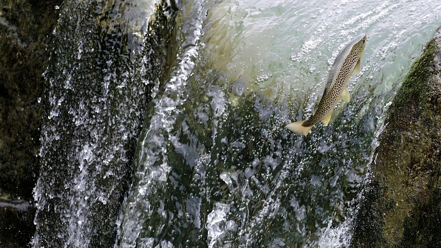 Trucha remontando salto de agua