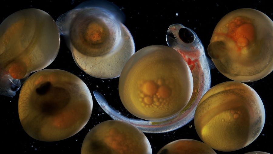 Huevos de trucha en estado avanzado y alevín