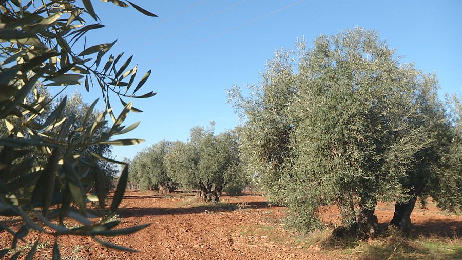 Olivar tradicional en Moral de Calatrava, Ciudad Real
