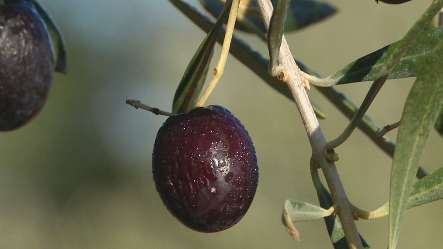 Cosecha 2022 en Moral de Calatrava, Ciudad Real