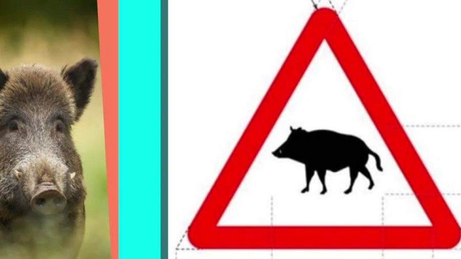 Señal P-24: avisa del peligro de una zona donde los animales en libertad pueden atravesar la vía - Ver ahora