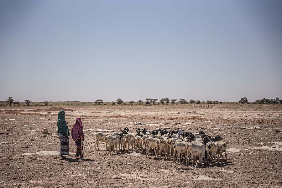 Dos niñas con un rebaño de ganado en Sincaro una aldea en el norte de Somalia