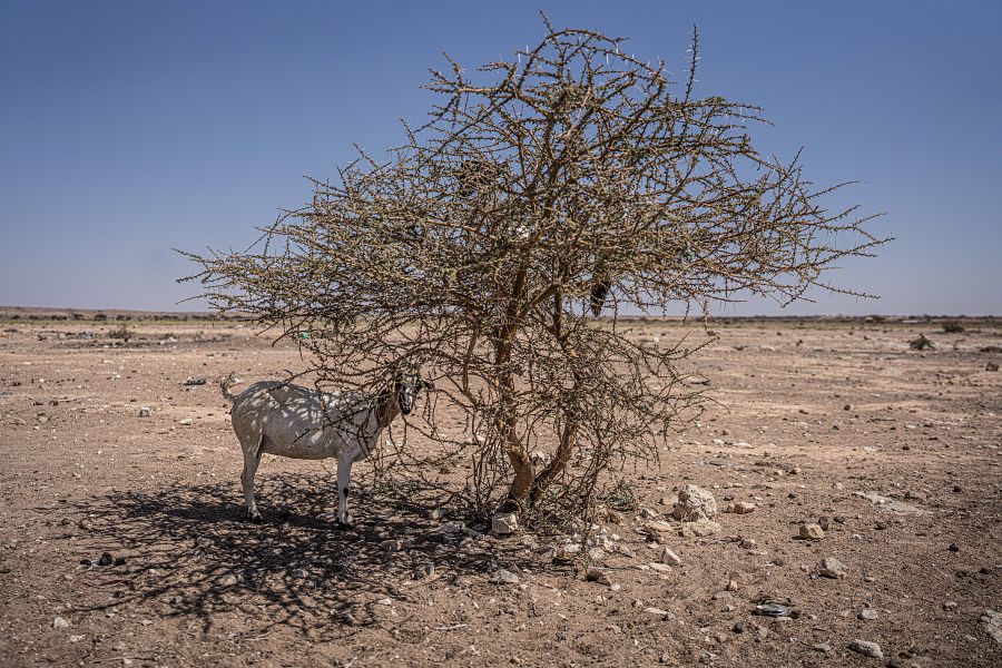 Una cabra en la sombra de una acacia seca en el norte de Somalia, el país vive la peor sequía de los últimos 40 años.