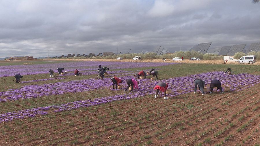 Recogida de la flor de azafrán