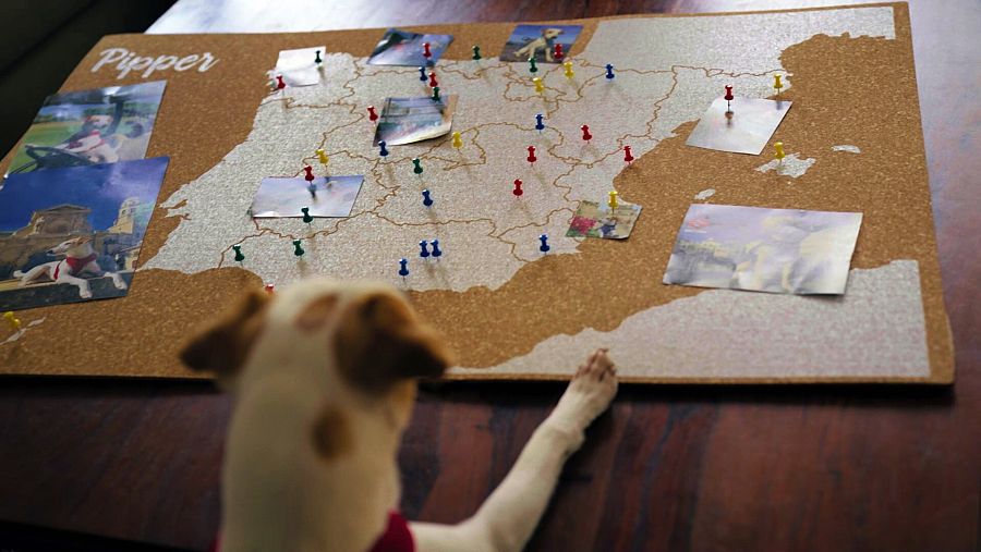 Pipper, el perro viajero