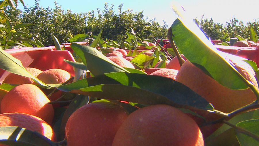 Naranjas y mandarinas en un campo de Valencia