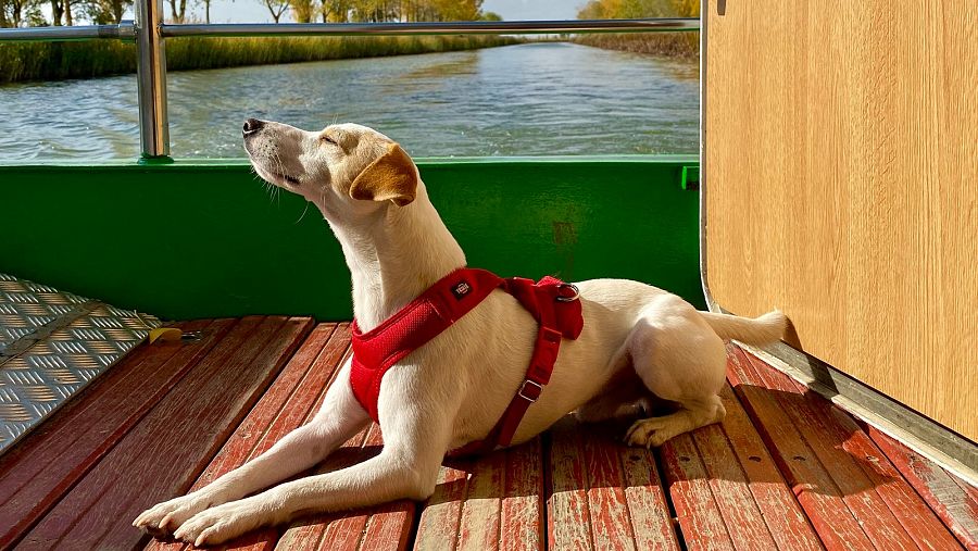 Pipper en la cubierta del barco navegando por el Canal de Castilla