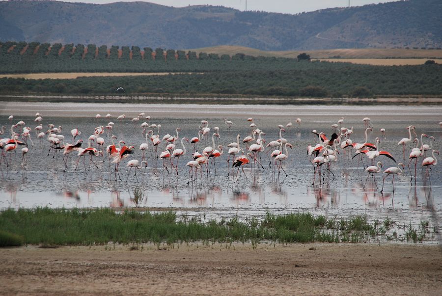 Flamencos buscan alimento entre las aguas de Fuente de Piedra