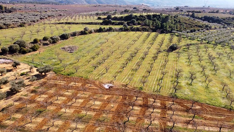 Campos vinculados al proyecto Magda en Castellón