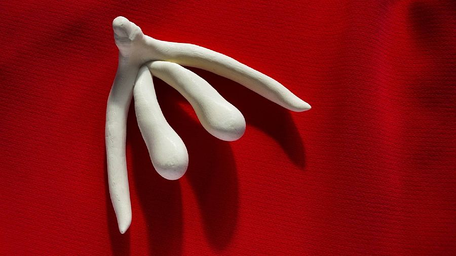 El clítoris és l'únic òrgan del cos que té com a únic objectiu donar plaer