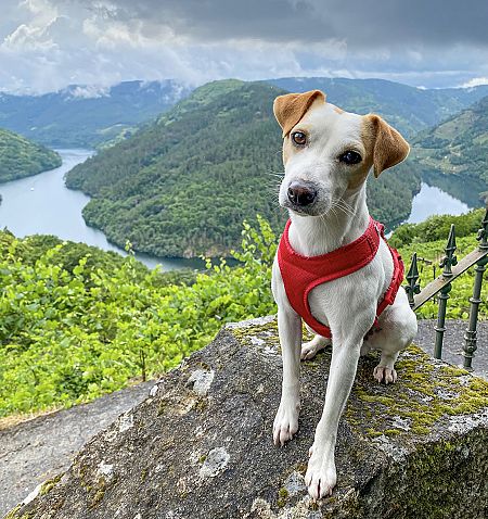 Pipper en el Mirador Cabo do Mundo, en la Ribeira Sacra