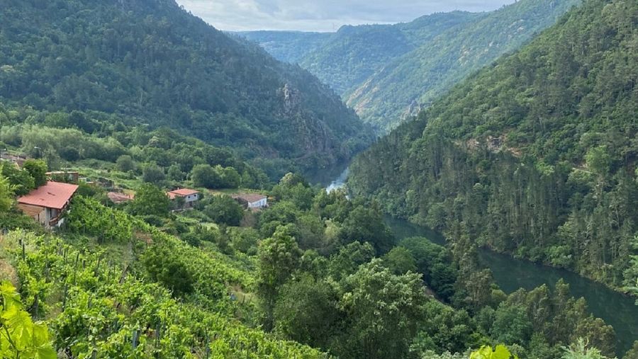 Viñedos de Alma Das Donas en la Ribeira Sacra