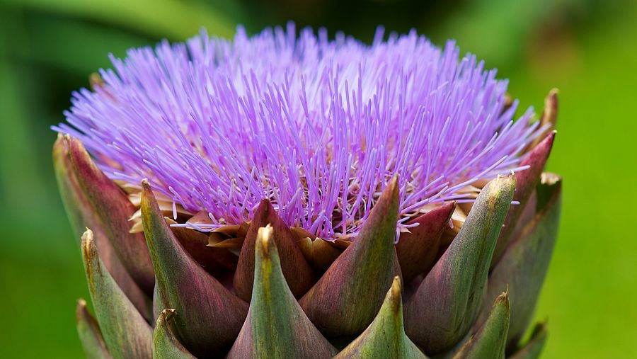 La flor de la alcachofa