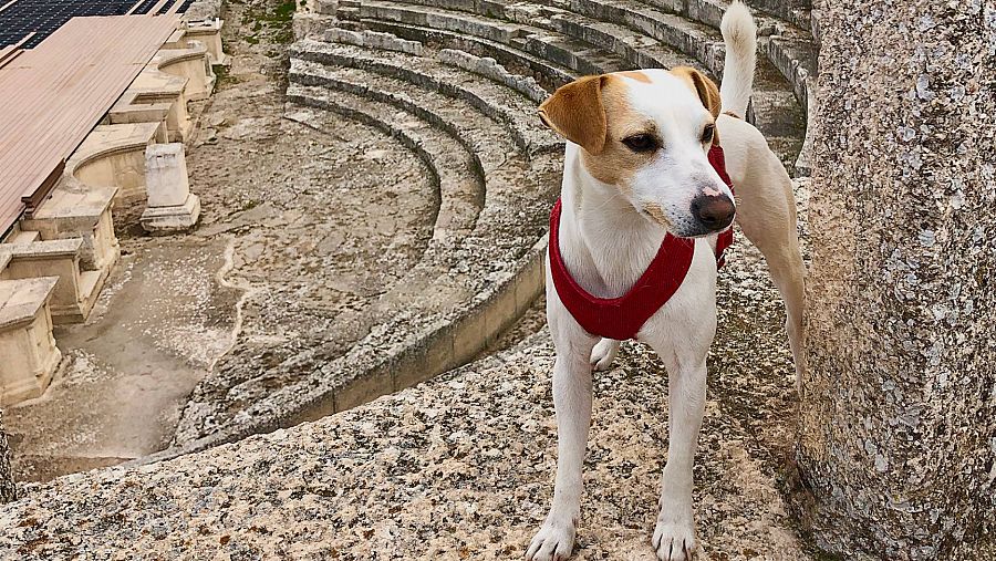Conoce el nuevo parque para perros en Aragón; es gratis