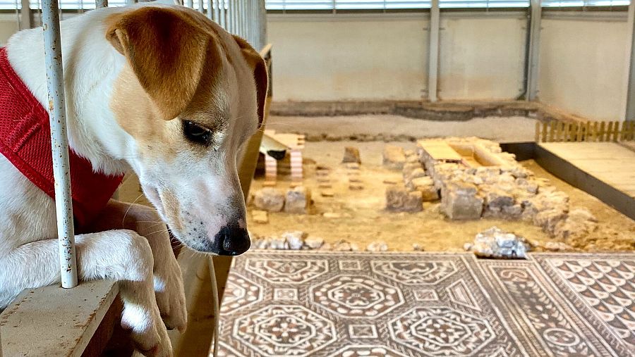 Pipper en La Villa Romana La Dehesa (Soria)