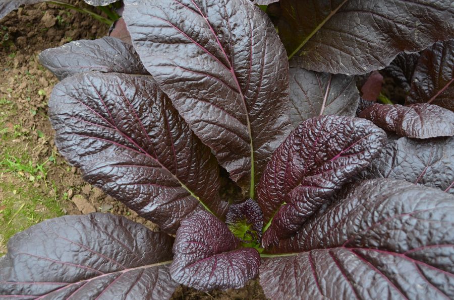 Mostaza gigante roja