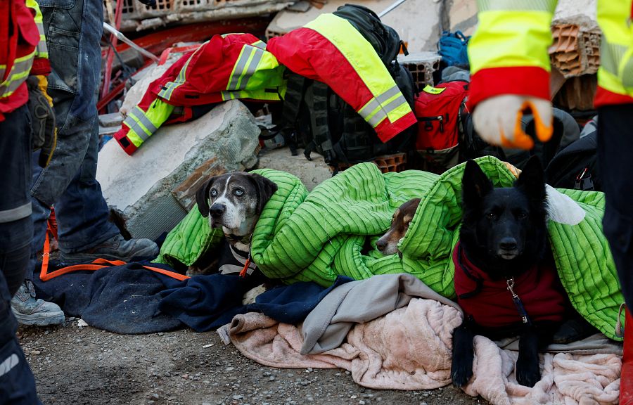 Perros descansan tras su turno de rescate