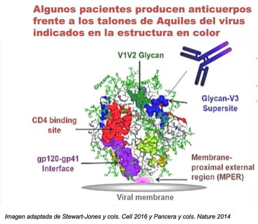 Anticuerpos frente a los puntos débiles del VIH