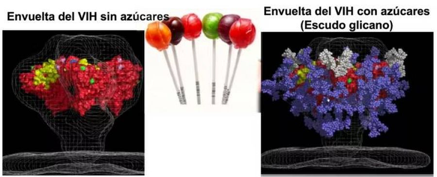El virus VIH tiene un escudo de azúcares