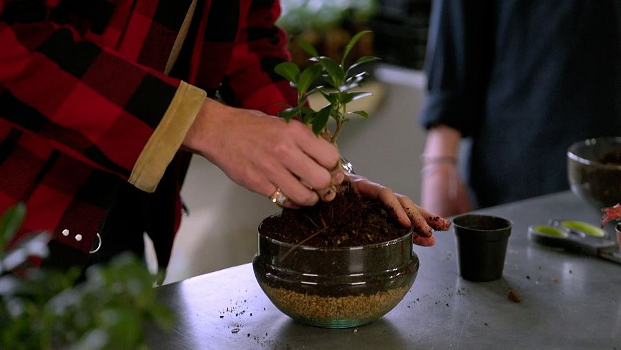 Trasplantar la planta i afegir substrat mineral