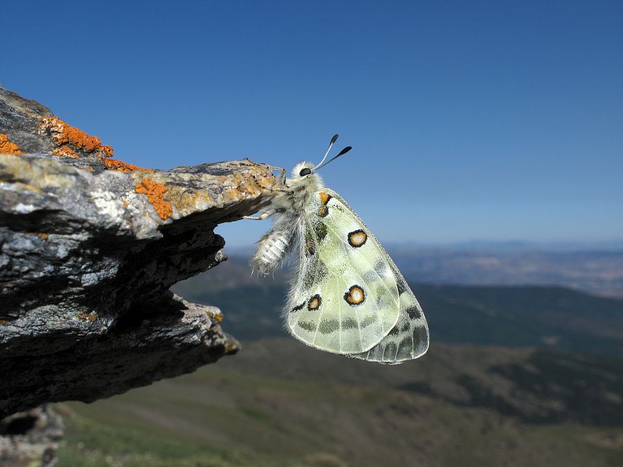 Mariposa 'Apolo', en Sierra Nevada, Granada