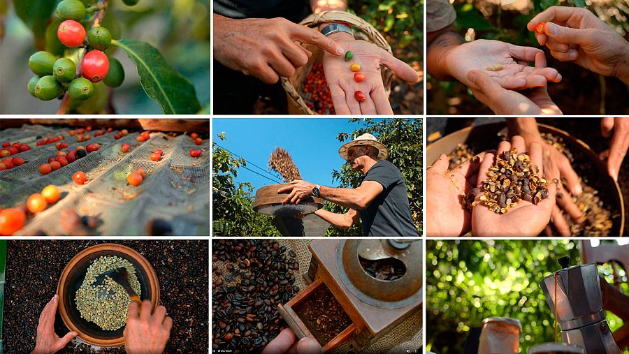 Los procesos del café: fruto, recogida, secado, descascarillado, seleccionado y tostado