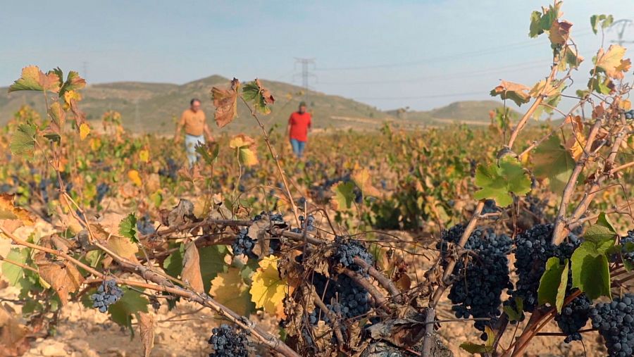 Variedad de uva  monastrell