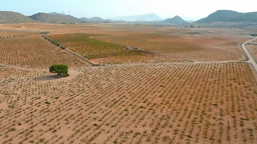 plantación de Jumilla