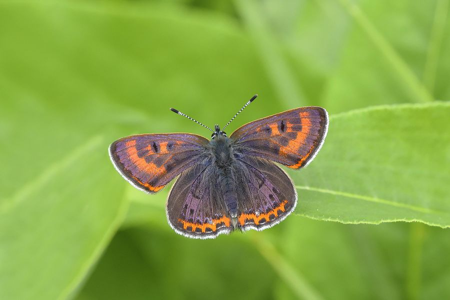 'Manto violeta', mariposa carcterizada por los tonos morados de sus alas