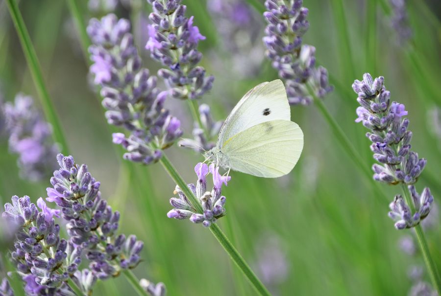 Mariposa blanca de la col