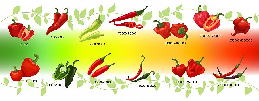 Scoville scale of chilli peppers infographic vector illustration