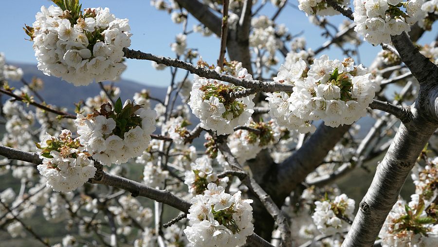 El Valle del Jerte y los cerezos en flor
