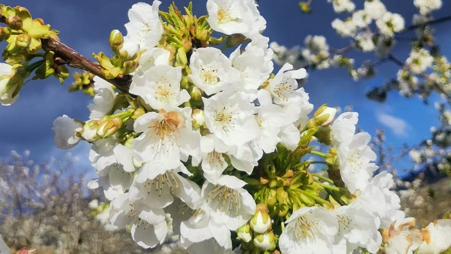 Cerezos en flor en el Valle del Jerte