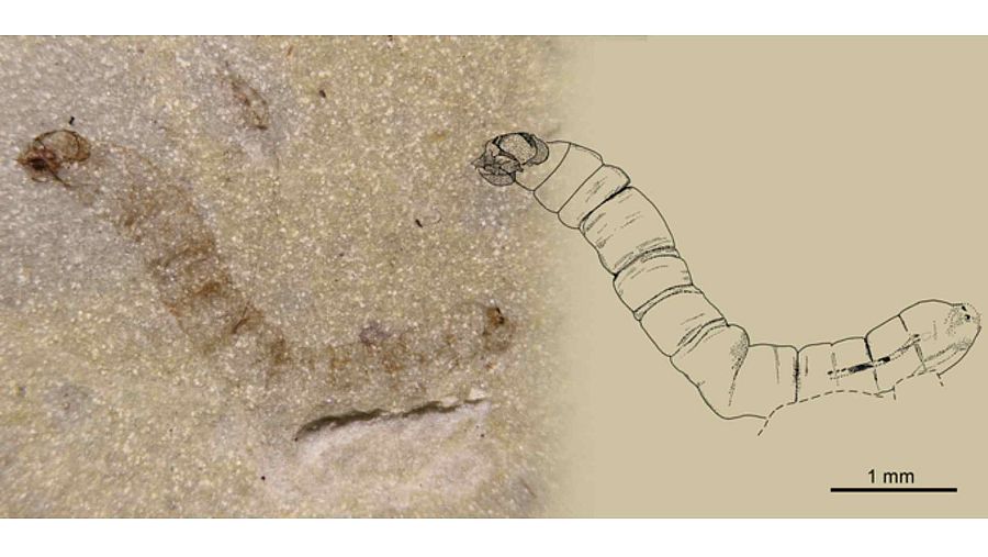 El fósil conserva la estructura de la cabeza, y los sistemas digestivo y respiratorio.
