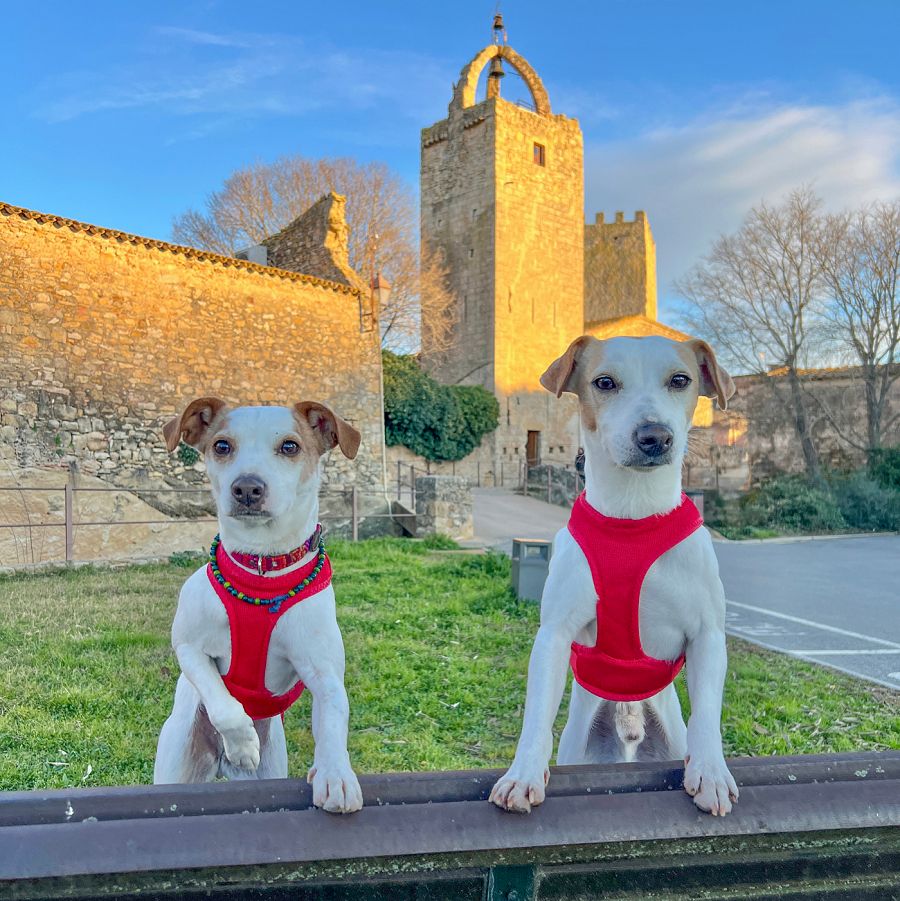 Pipper y su hermana Gala