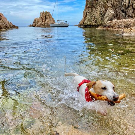 Pipper jugando en una cala de la Costa Brava