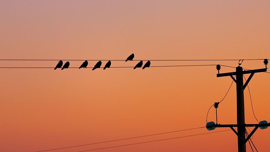 Aves posadas en cables de alta tensión