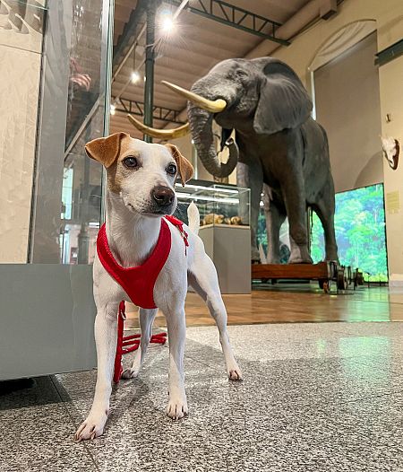 Pipper visita Museo Nacional de Ciencias Naturales