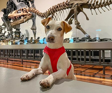 Pipper visita Museo Nacional de Ciencias Naturales