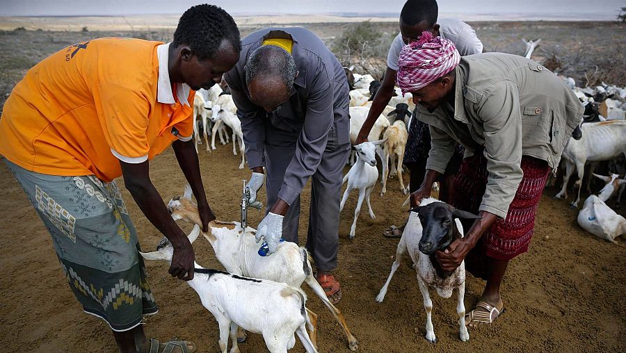 Veterinarios inyectan vitaminas a animales que están muy enfermos porque no pueden beber agua (Somalia). 25/03/2017