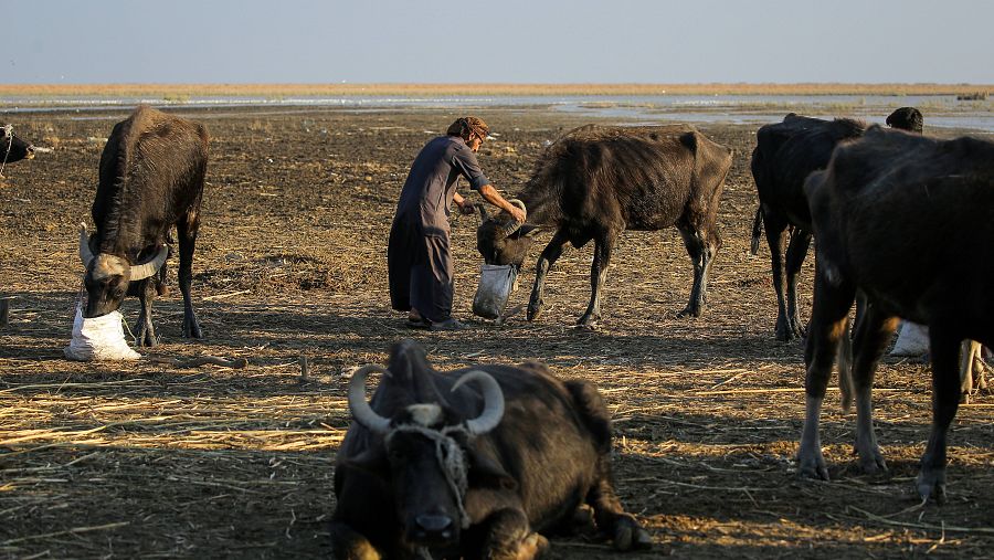  Un pastor alimenta a sus búfalos en las marismas de Chibayish tras una larga temporada de sequía. 19/11/2022. 