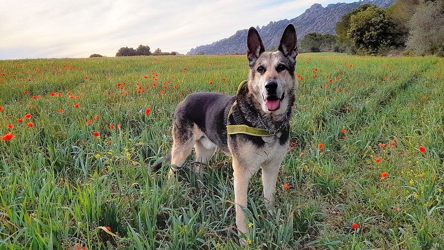 Niko, el perro de Sonia, en un paseo por el campo