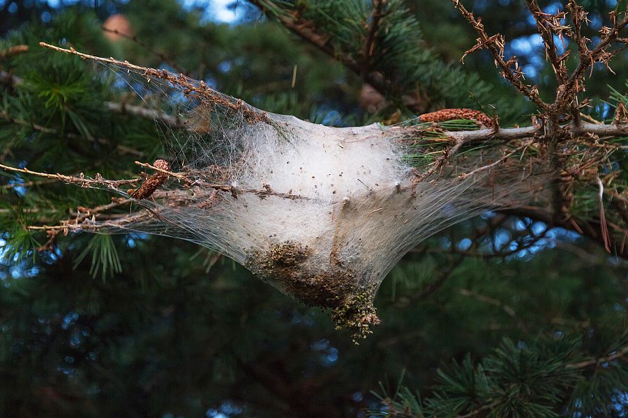 Nido de Procesionaria